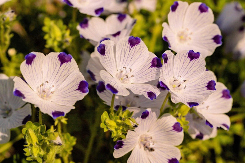 750 FIVE SPOT Nemophila Maculata White & Purple Flower Seeds Flowering Plants