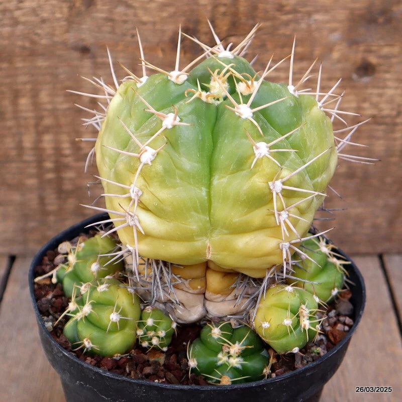 Green cactus plant with spines and small offsets in a black pot