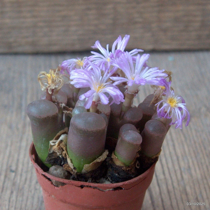 D6868 OPHTHALMOPHYLLUM DINTERI pot5,5-H4,5-W6 cm MaMa Cactus Green Plant