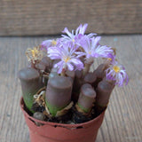 D6868 OPHTHALMOPHYLLUM DINTERI pot5,5-H4,5-W6 cm MaMa Cactus Green Plant