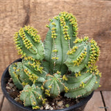 D4061 EUPHORBIA FRUTICOSA INERMIS pot16-H17-W19 cm MaMa Cactus Green Plant