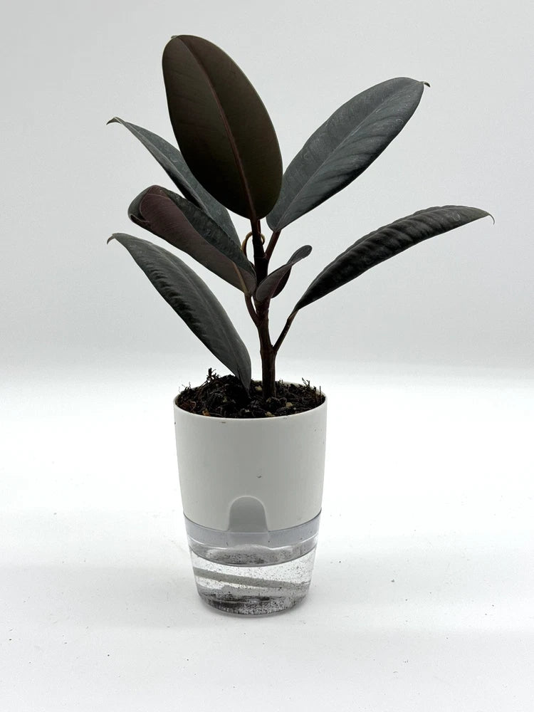 Rubber plant in white self-watering pot, dark glossy leaves