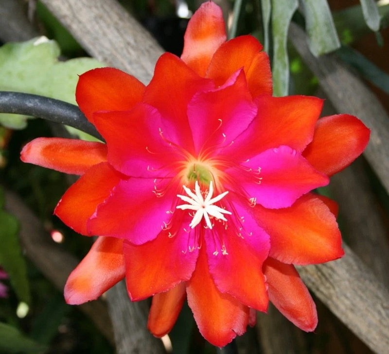 Orchid cactus flower with orange-red and magenta pink petals and star-shaped center