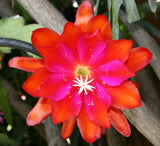 Epiphyllum, Orchid Cactus, " KATHLEEN ", Don's Quart pots FEB/3 Orchids