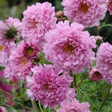 40+ COSMOS DOUBLE CLICK PINK FLOWER SEEDS  / LONG LASTING ANNUAL Flowering Plants