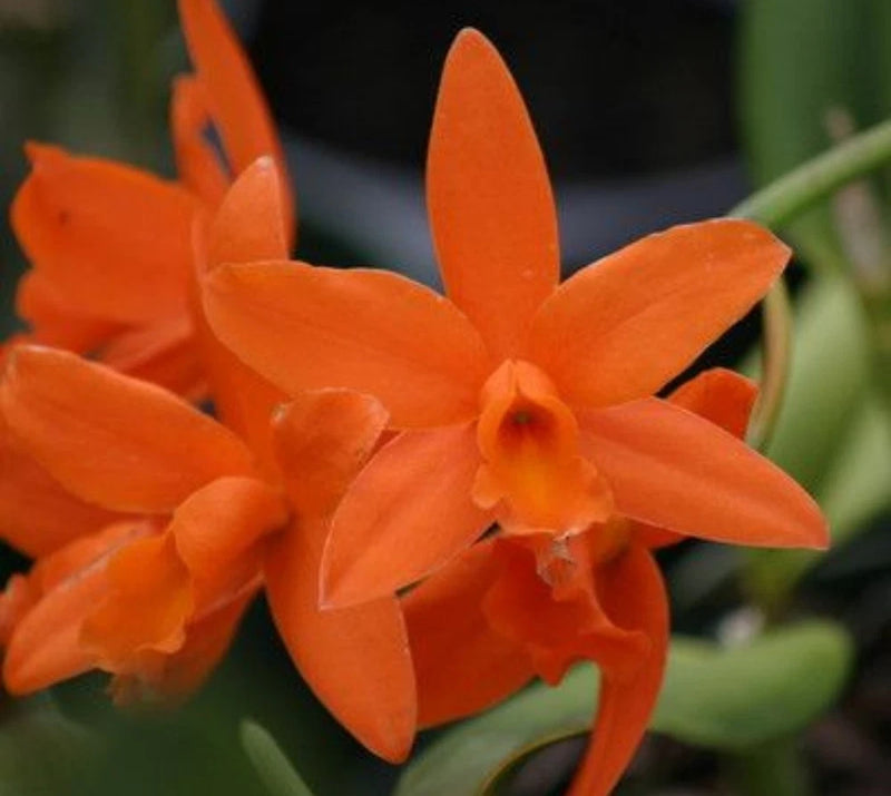 Bright orange cattleya orchid flowers with green stems, close-up