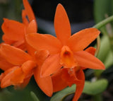 Bright orange cattleya orchid flowers with green stems, close-up