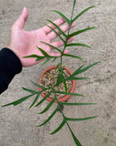 Philodendron Polypodioedes florida Green Plant