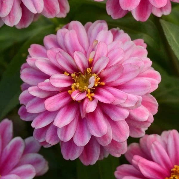 Pink and light pink zinnia flower bloom with layered petals and yellow center