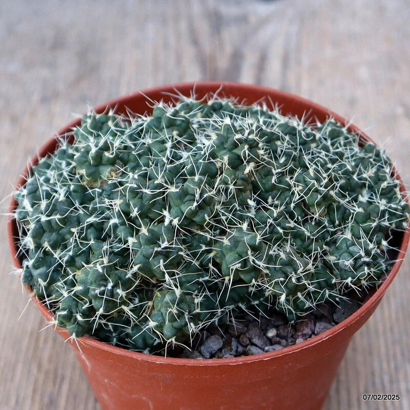 D1225 PUNA SUBTERRANEA pot10-H5-W10 cm MaMa Cactus Green Plant