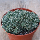 D1225 PUNA SUBTERRANEA pot10-H5-W10 cm MaMa Cactus Green Plant