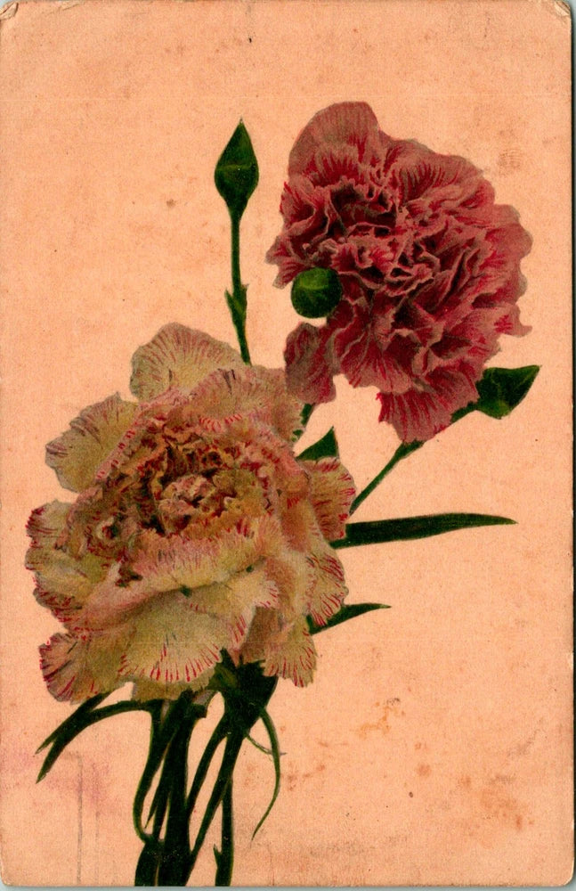 Stemmed Pink and White Carnation Flower Postcard used (15255) Carnation