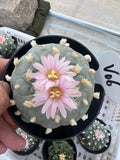 6-10cm RareSucculent Plant LF Cactus seedgrowth Garden Decor boutique WYSIWYG Garden Plants
