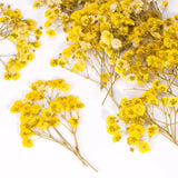 50 Pcs Babys Breath Real Natural Dried Pressed Flowers Yellow DIY Craft Dried Flower