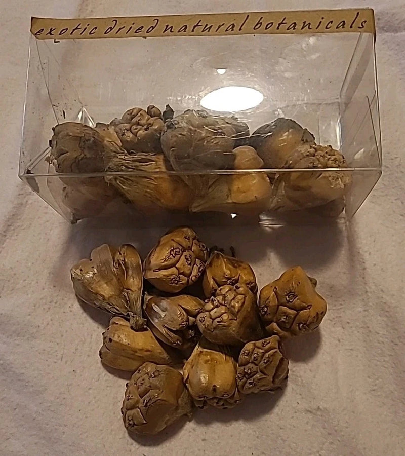 Dried camel foot pods, small tan seed pods in clear plastic container