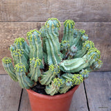 D678 EUPHORBIA FRUTICOSA INERMIS pot17-H21-W29 cm MaMa Cactus Green Plant