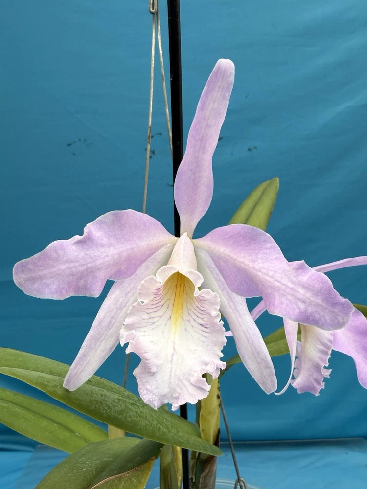 Pink-and-white orchid bloom with lavender petals and green leaves