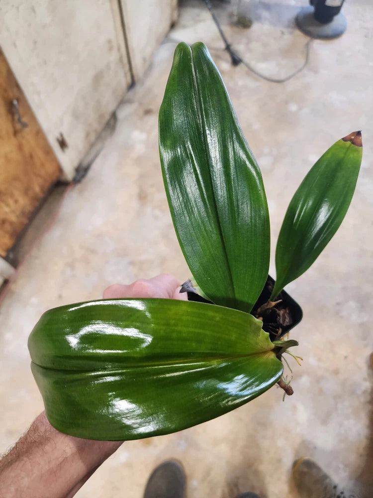 Bulbophyllum orchid plant with two glossy green leaves from compact base