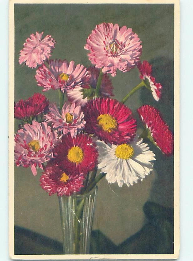 Pre-Chrome made in switzerland LARGE DETAILED PERENNIAL DAISY FLOWERS HJ3803 Daisies
