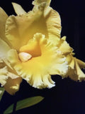 ORCHID PLANTS  Cattleya seedling - pot Hsinying Pachi Pachi Carmela no pot Orchids