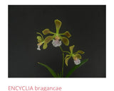 Orchid live Species Encyclia bragancae - bare root Orchids