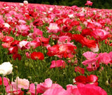 POPPY CASCADE POCKET MIX - 90,000 Bulk Seeds Flowering Plants
