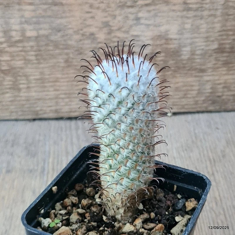 D6396 MAMMILLARIA PEREZDELAROSAE pot7-H8-W3,5 cm MaMa Cactus Green Plant