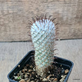 D6396 MAMMILLARIA PEREZDELAROSAE pot7-H8-W3,5 cm MaMa Cactus Green Plant