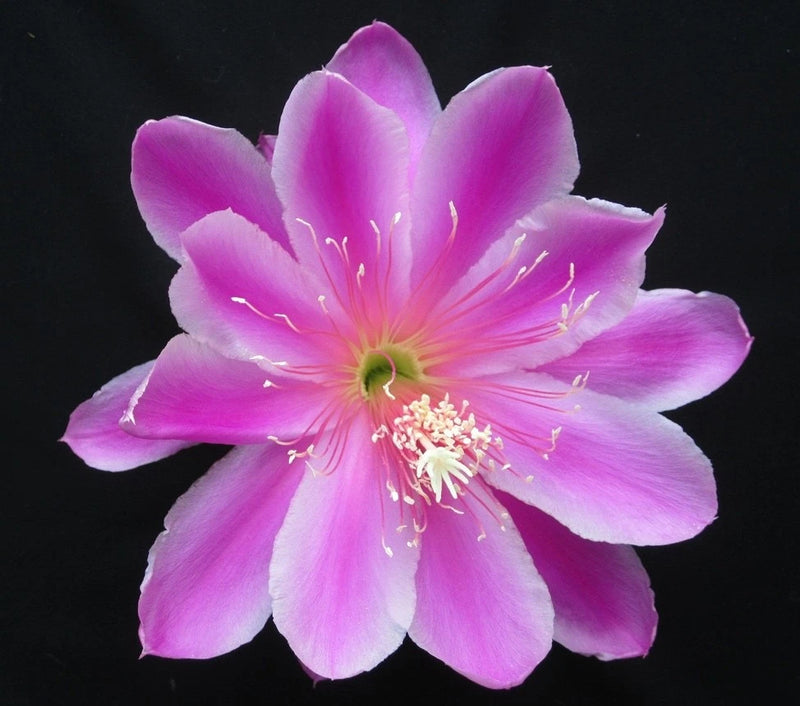 Purple orchid cactus flower bloom with pale yellow green center and stamens