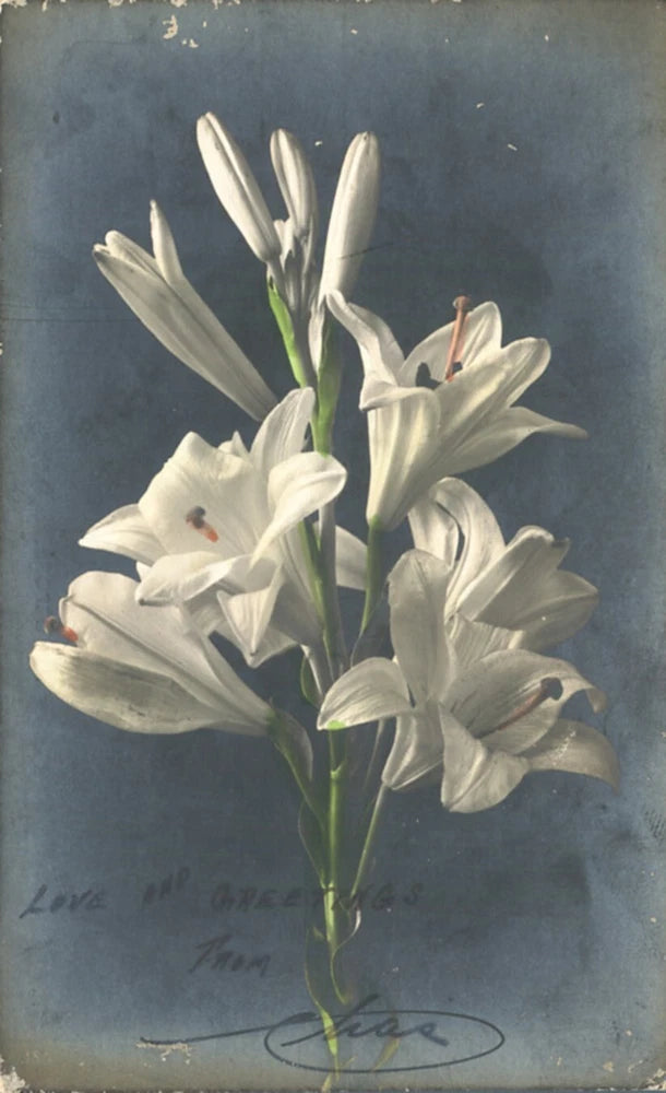 Real photo postcard featuring a bouquet of white lilies on a dark background