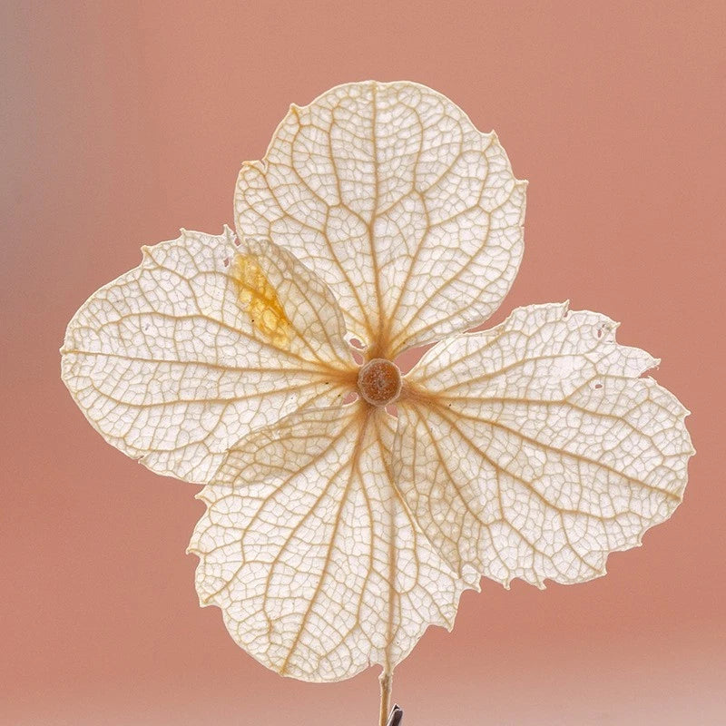 12PCS real dried Pressed off white Hydrangea Flower head FSS100 Dried Flower