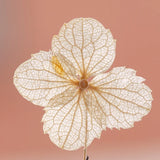 12PCS real dried Pressed off white Hydrangea Flower head FSS100 Dried Flower