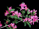 50 Tatarian Asian HONEYSUCKLE Lonicera Tatarica Pink Flower Shrub Bush Seeds Flowering Plants