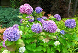 20255#  Purple Blue Flowers Hydrangea/Japan DIGITAL PHOTO Hydrangea