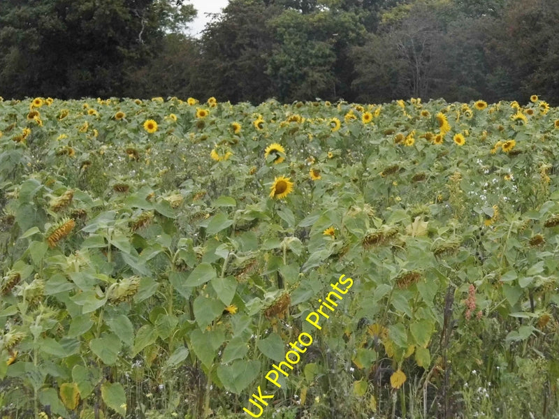 Sunflower field landscape photo print with UK PhotoPrints watermark
