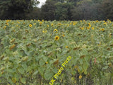 Photo 6x4 Sunflowers by Stony Hills Chapmore End Most have flowered alrea c2015 Sunflower