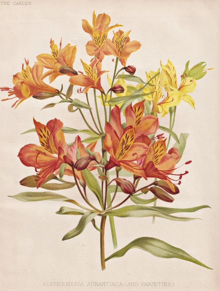 Botanical print of Peruvian lily flowers with orange and yellow blooms and green leaves