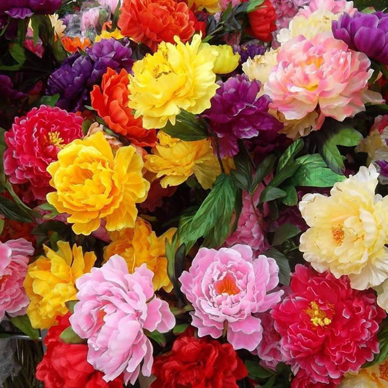 100/60/20 SEEDS for MIXED PEONIES rare blossom flowering exotic plant USA Stock Peony
