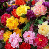 100/60/20 SEEDS for MIXED PEONIES rare blossom flowering exotic plant USA Stock Peony