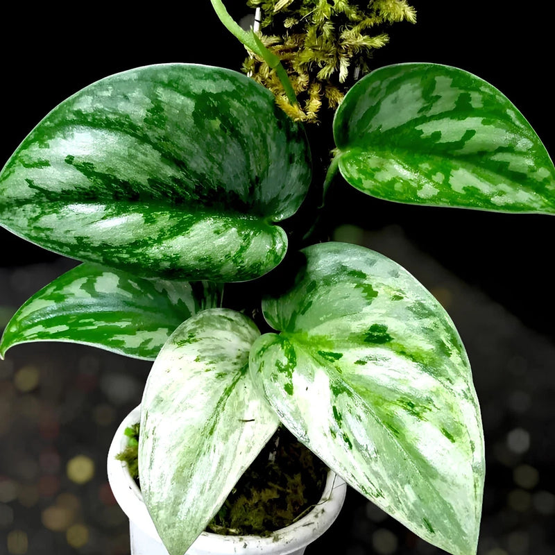 Scindapsus Exotica Hologram Mutation Variegated Jungle Plant Green Plant