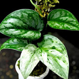 Scindapsus Exotica Hologram Mutation Variegated Jungle Plant Green Plant