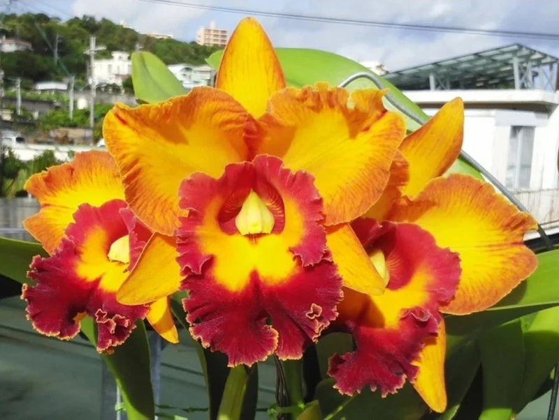 Yellow and red orchid flowers with green leaves on a plant