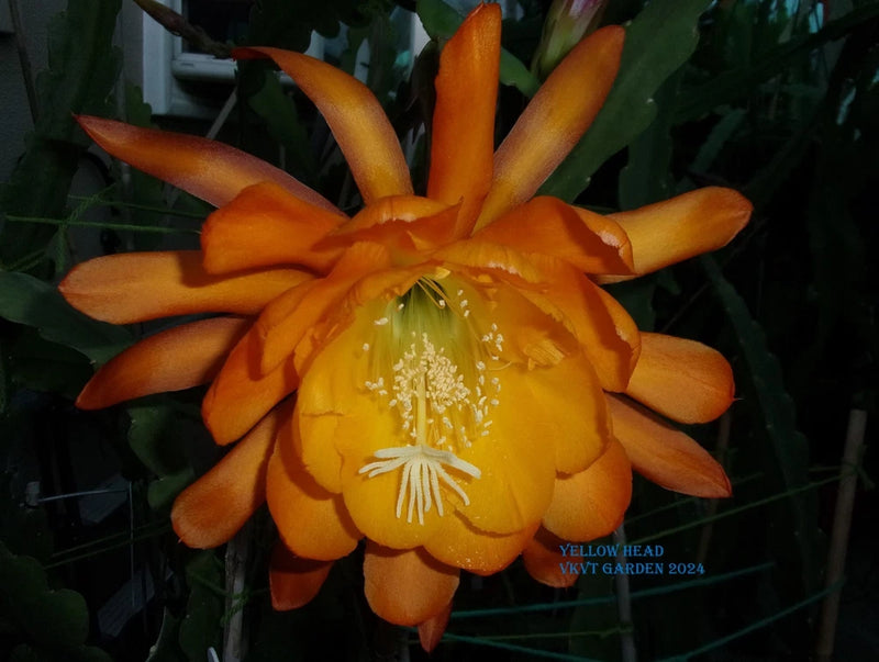 Orange and yellow fragrant cutting orchid flower with visible stamens