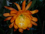 Epiphyllum  " YELLOW HEAD " FRAGRANT- Cutting Orchids