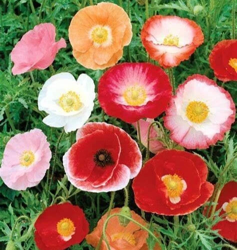 DOUBLE SHIRLEY POPPY SEEDS 2000+ double mixed ANNUAL flower GARDEN FREE SHIPPING Garden Plants