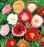 DOUBLE SHIRLEY POPPY SEEDS 2000+ double mixed ANNUAL flower GARDEN FREE SHIPPING Garden Plants