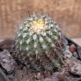 D3784 ISLAYA KRAINZIANA KK679 pot10-H8-W6 cm MaMa cactus Green Plant