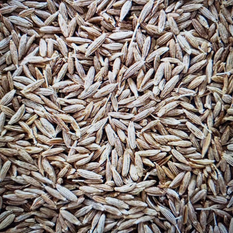 1000 CUMIN SEEDS  HERB garden ASIAN culinary SPICE FREE SHIPPING Garden Plants