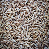 1000 CUMIN SEEDS  HERB garden ASIAN culinary SPICE FREE SHIPPING Garden Plants