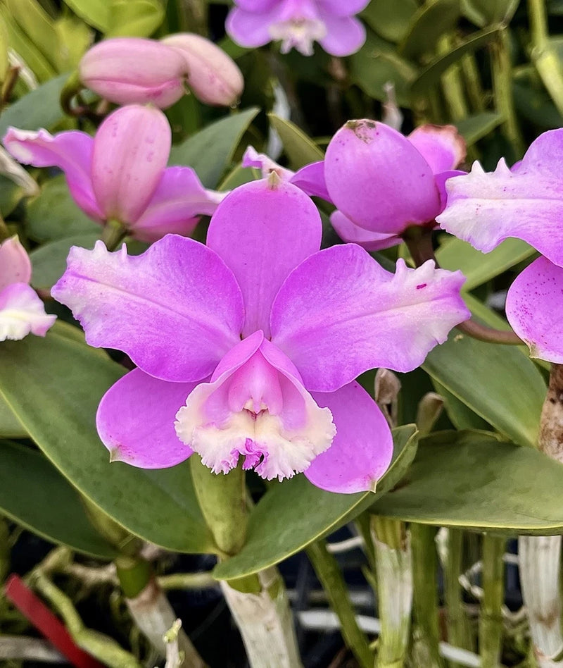 Purple Cattleya orchid with ruffled light-pink lip and green leaves cluster